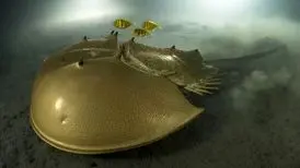 برندگان جایزه عکاس حیات وحش سال ۲۰۲۳ اعلام شدند
