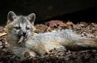 35 عکس تحسین‌شده از لحظات تماشایی حیات وحش
