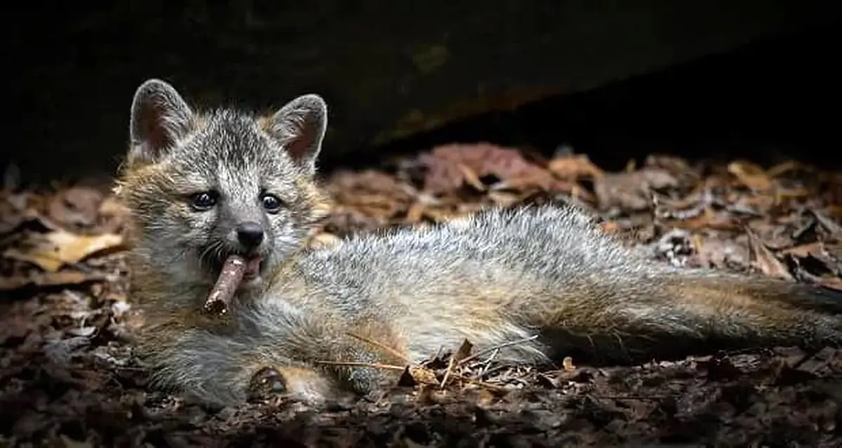 35 عکس تحسین‌شده از لحظات تماشایی حیات وحش
