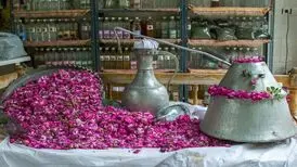 پرونده ثبت جهانی «گلاب‌گیری سنتی ایران» به یونسکو ارسال شد