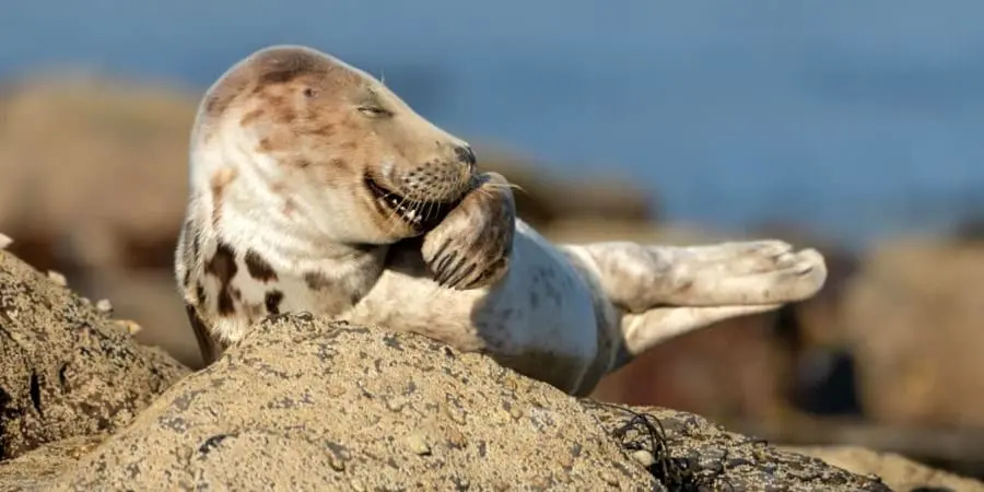 تصاویری تماشایی از مسابقه عکس طنز حیات وحش ۲۰۲۱