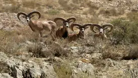 آدمی که قوچ شد تا از مرز بگذرد!