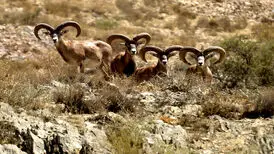 آدمی که قوچ شد تا از مرز بگذرد!