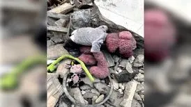 دلنوشته جناب‌خان برای صاحب عروسک مانده در آوار؛ دردت به جون مُو باشه