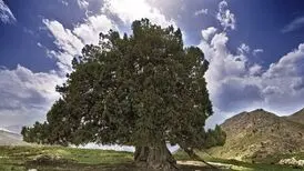 کهنسال‌ترین درخت ایران ثبت ملی شد

