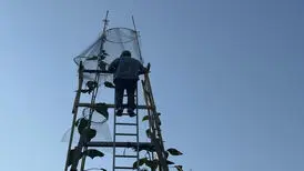 بلندترین گل آفتابگردان جهان در تاریخ ثبت شد