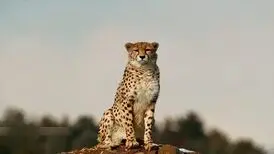 مشاهده «خورشید» و ۴ توله‌اش در توران/ ثبت سومین زادآوری یک یوزپلنگ ایرانی
