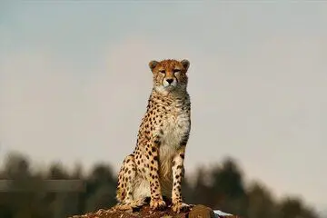 مشاهده «خورشید» و ۴ توله‌اش در توران/ ثبت سومین زادآوری یک یوزپلنگ ایرانی
