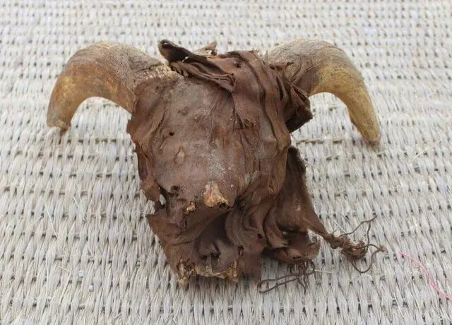 کشف هزاران سر قوچ مومیایی‌شده

