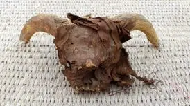 کشف هزاران سر قوچ مومیایی‌شده

