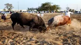 گاوبازی از نوع اماراتی