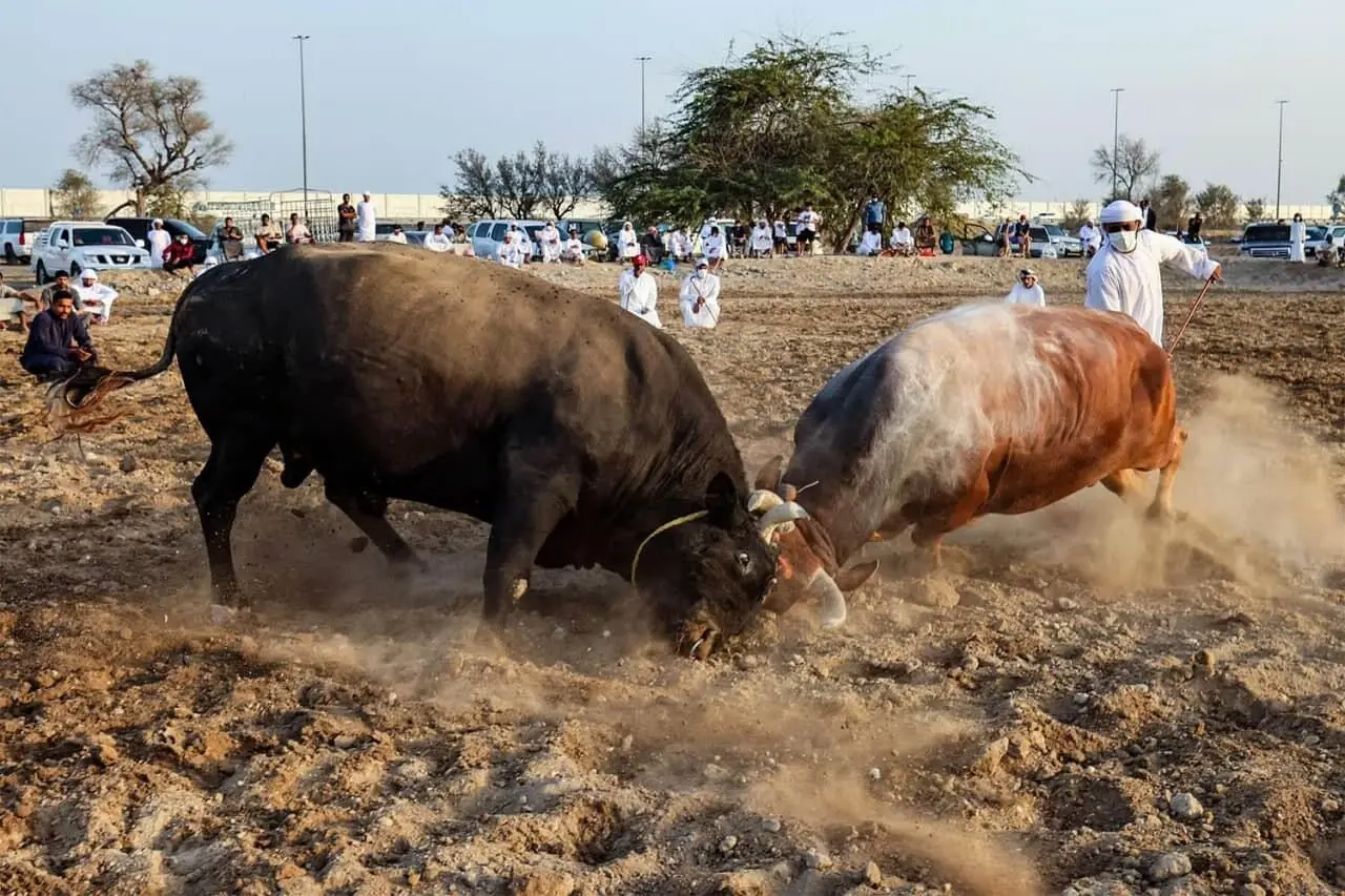 گاوبازی از نوع اماراتی