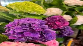 معرفی کامل و جامع گل ادریسی یا هورتانسیا 