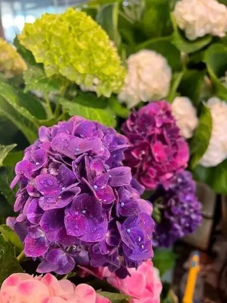 معرفی کامل و جامع گل ادریسی یا هورتانسیا 