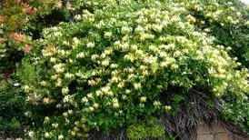 سوغات منشی ناصرالدین‌شاه برای تهرانی‌ها/ «پیچ امین الدوله» از کجا به تهران آمد؟
