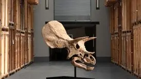 یک دایناسور دیگر حراج می‌شود
