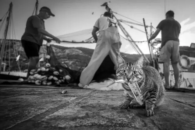 عکسِ عکاس آماتور از ۲ گرگ برگزیده جهانی شد
