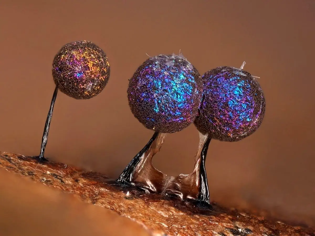 کپک مخاطی که برنده جایزه سلطنتی بریتانیا شد! 
