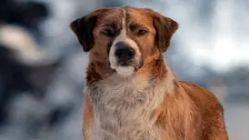 داستان صوتی آوای وحش نوشته جک لندن قسمت هفدهم