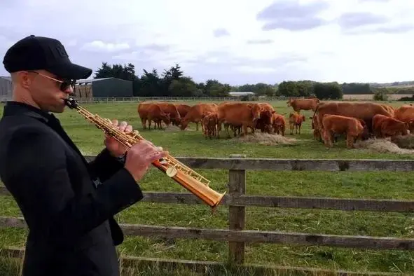 کنسرت برای گاوها/چرا کشاورزان برای گاوها موسیقی می‌نوازند
