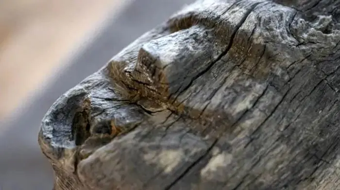 تیرک چوبی هزارساله با «چهرۀ انسان» از عمق دریاچه بیرون آمد