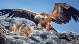 بهترین عکس‌های مسابقه جهانی عکاسی سونی در سال ۲۰۲۶ معرفی شدند
