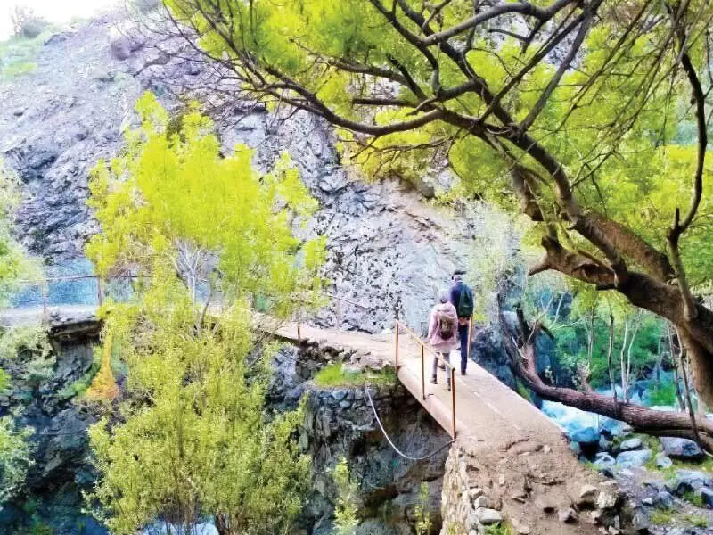 جنگل ناشناخته تهران را بشناسید