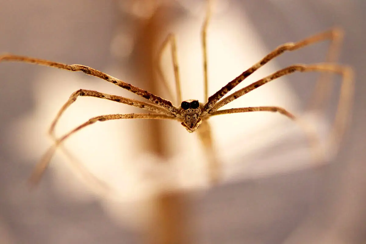 لحظه عجیب ماهیگیری یک عنکبوت / ببینید
