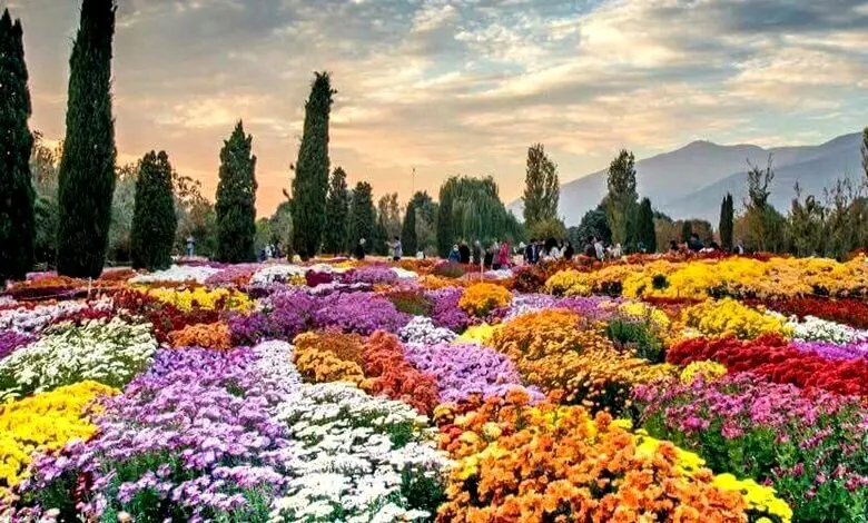 تهران، میزبان گل‌های داوودی