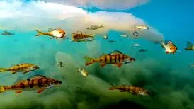 نگاهی به عکس‌های رقابت «عکاس حیات‌وحش سال»‌