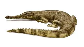 (تصاویر) کروکودیلی که انسان بیش از ۳۰۰۰ سال قبل منقرض کرد!