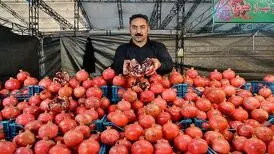 برگزاری جشنواره و نمایشگاه انار در تهران
