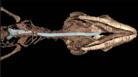 کشف مارمولکی باستانی که ۱۱۰ میلیون سال پیش درون کهربا گرفتار شد