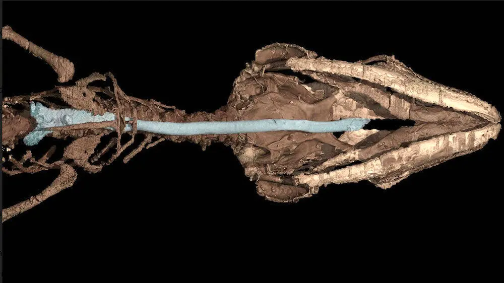 کشف مارمولکی باستانی که ۱۱۰ میلیون سال پیش درون کهربا گرفتار شد