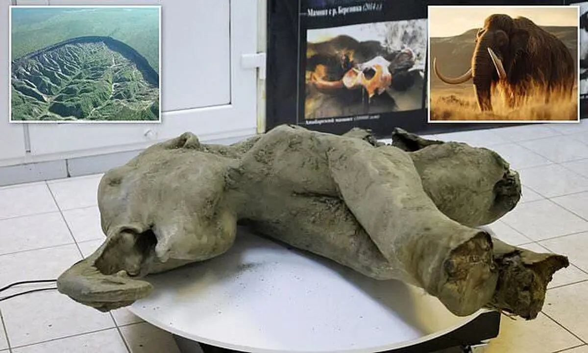 کشف لاشه ۵۰‌ هزار ساله و تقریبا سالم بچه ماموت در سیبری/ ویدئو
