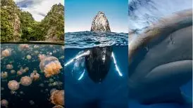 عکسی از چشم نهنگ