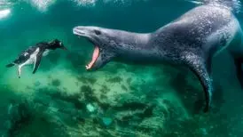 بندگان مسابقه جهانی عکاسی طبیعت + تصاویر