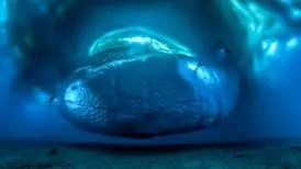 روایت لوران بالستا از بهترین عکس‌اش؛ قسمت زیرین کوه یخ